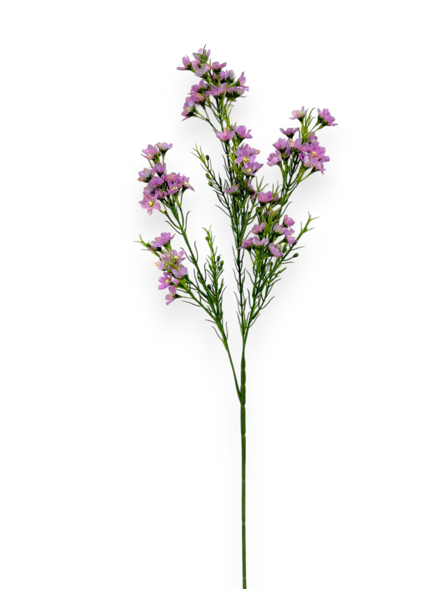 WINTERSWEET SPRX3 26"