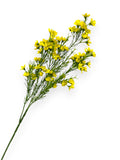 WINTERSWEET SPRX3 26"