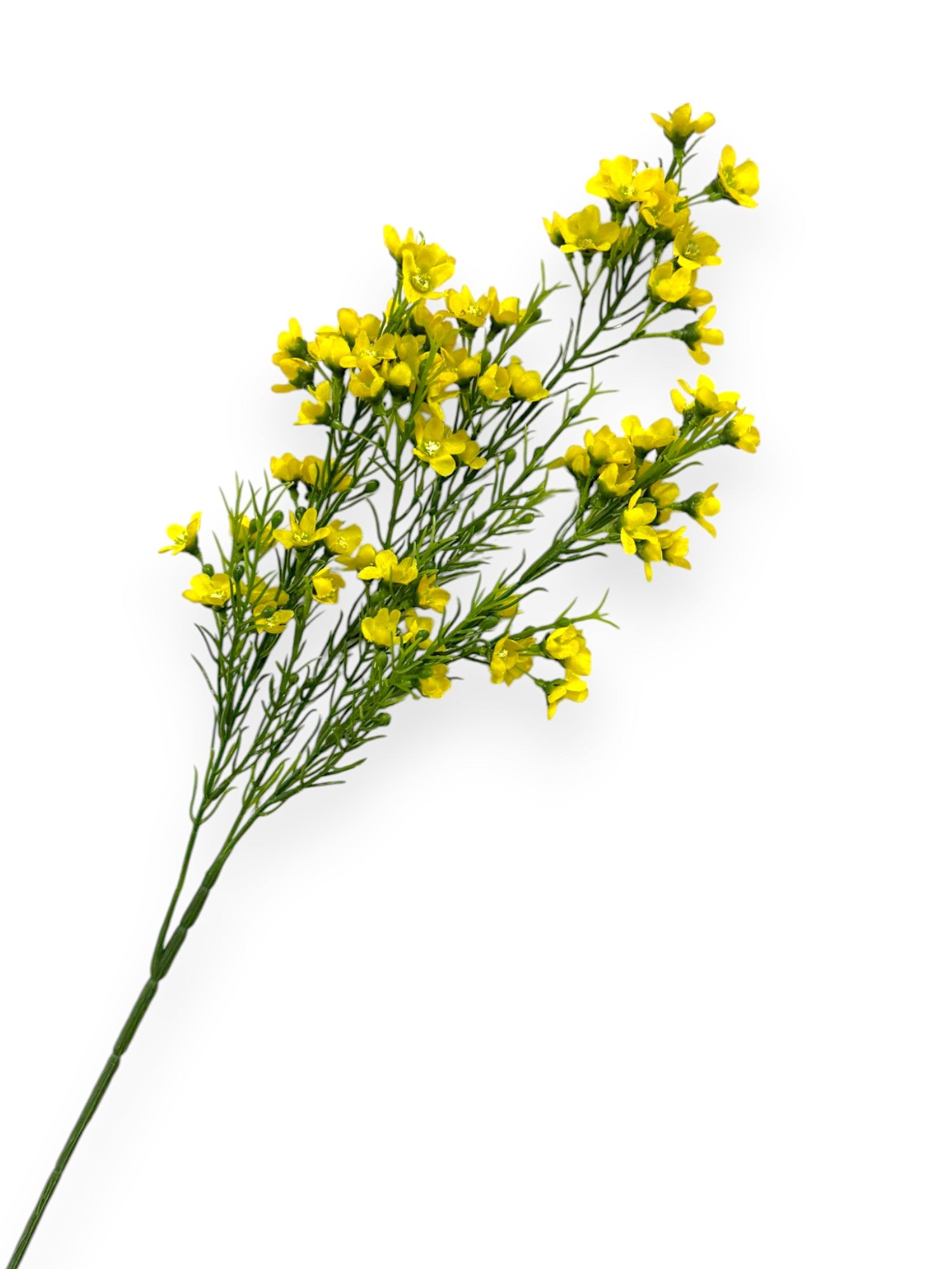 WINTERSWEET SPRX3 26"