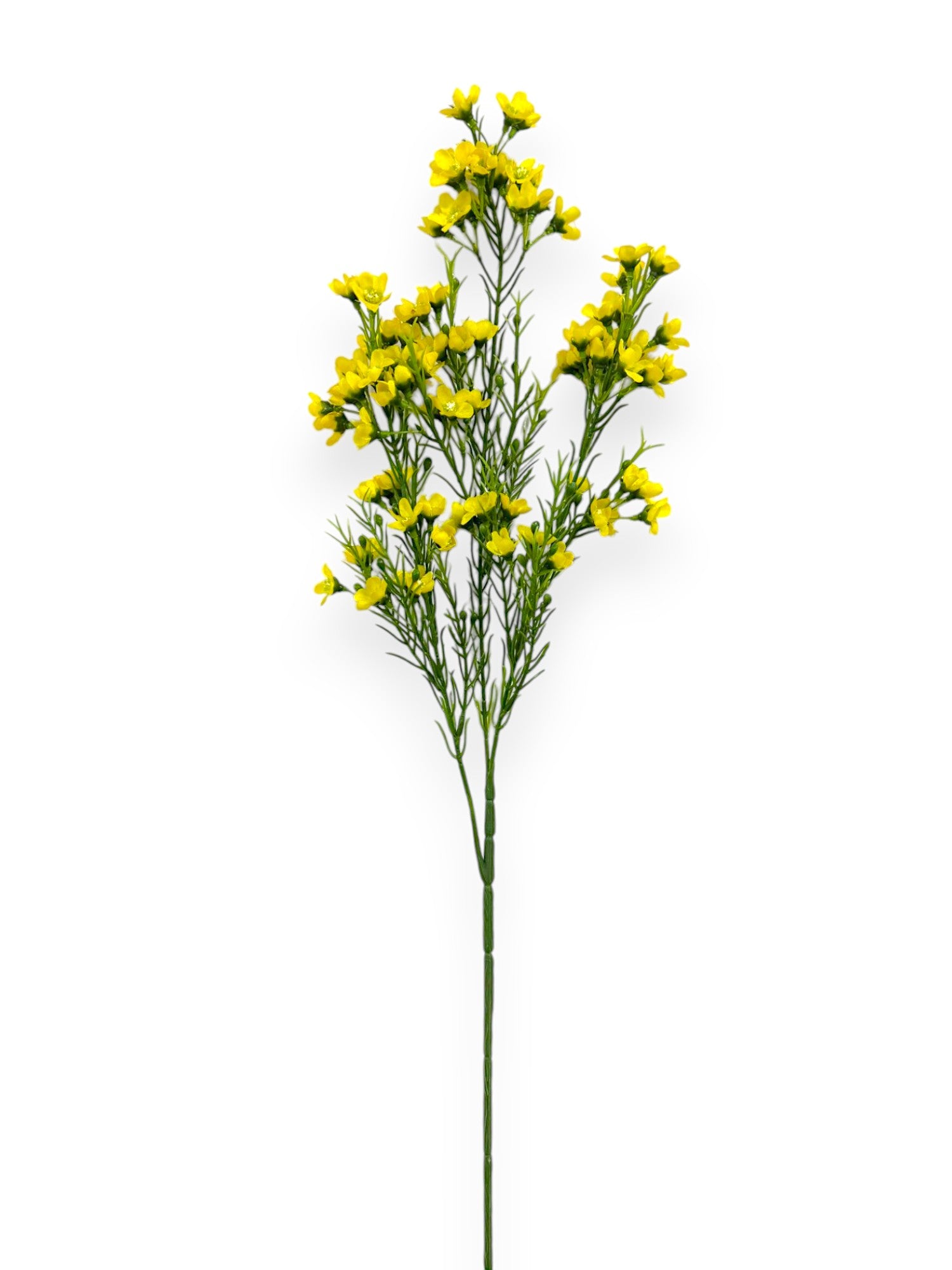 WINTERSWEET SPRX3 26"