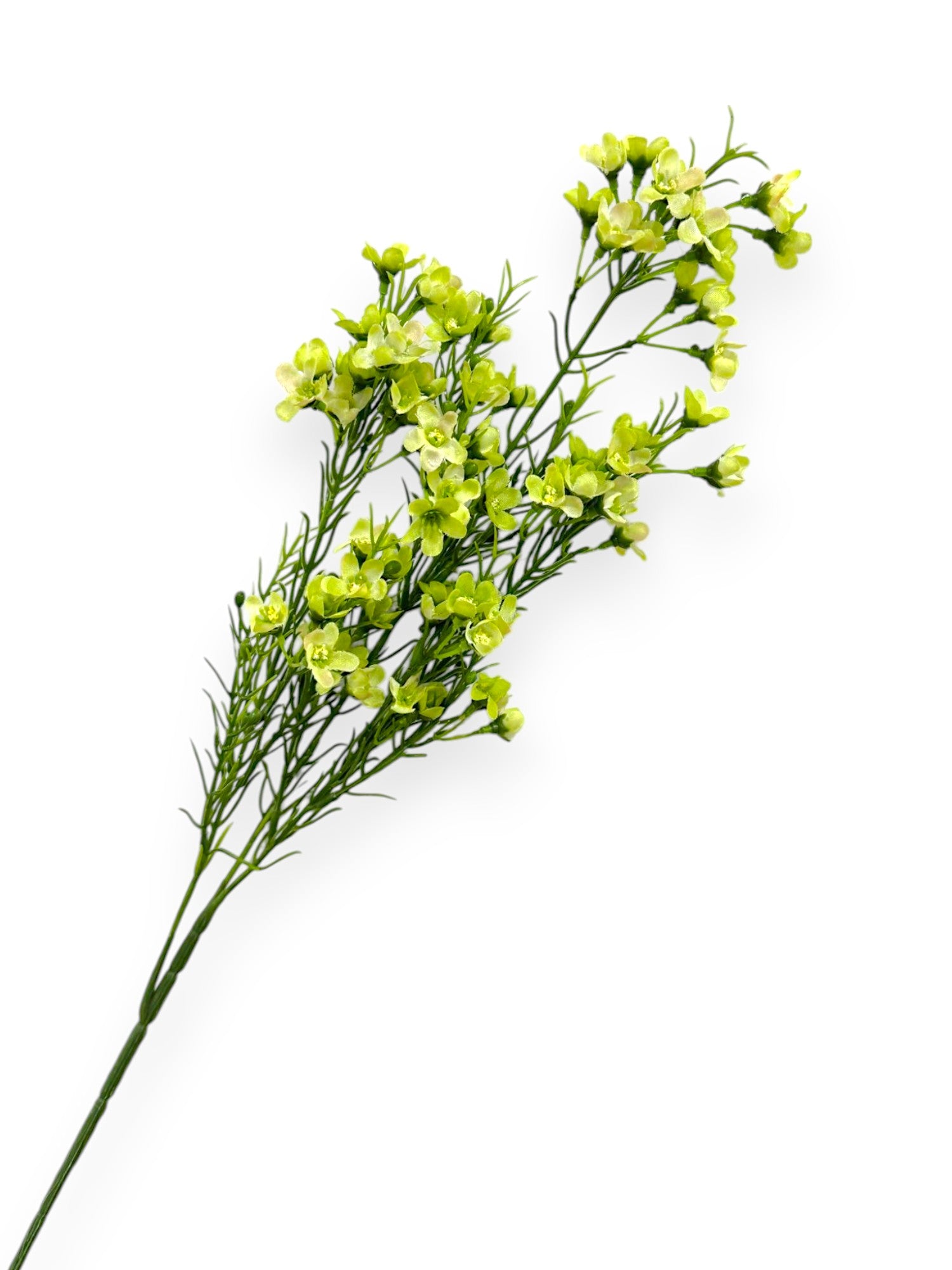 WINTERSWEET SPRX3 26"