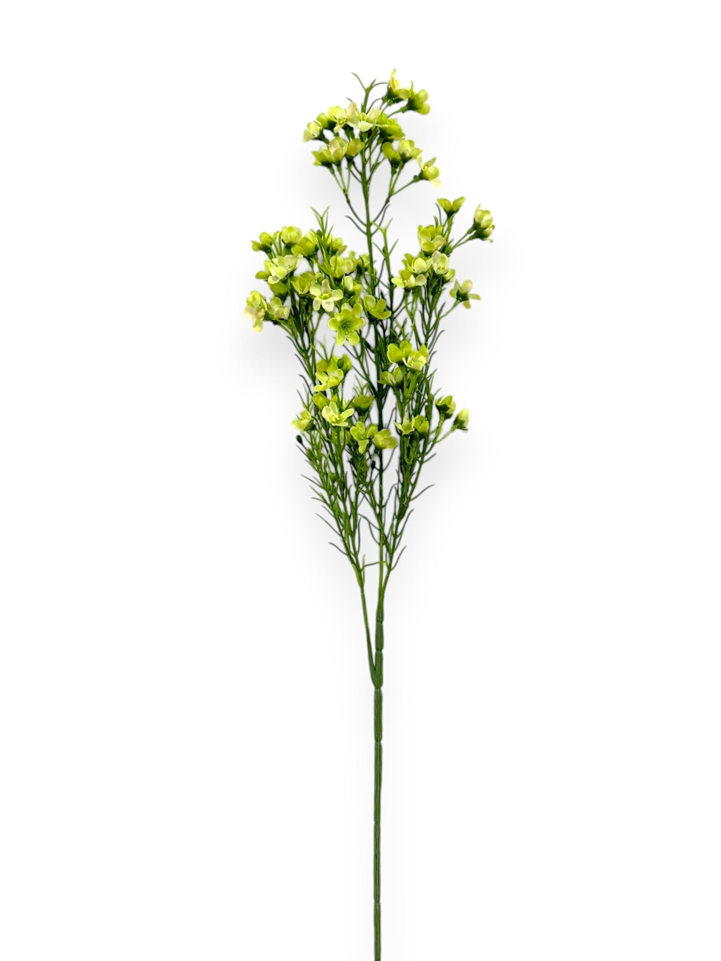 WINTERSWEET SPRX3 26"