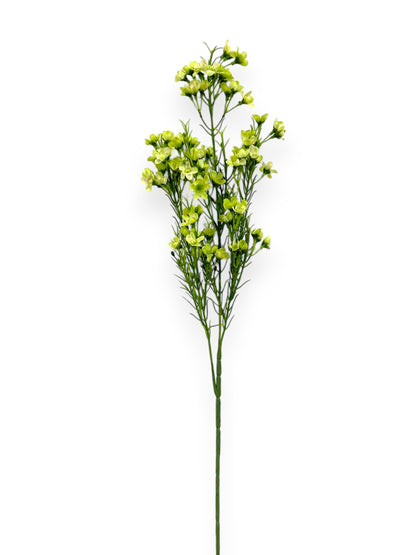 WINTERSWEET SPRX3 26"