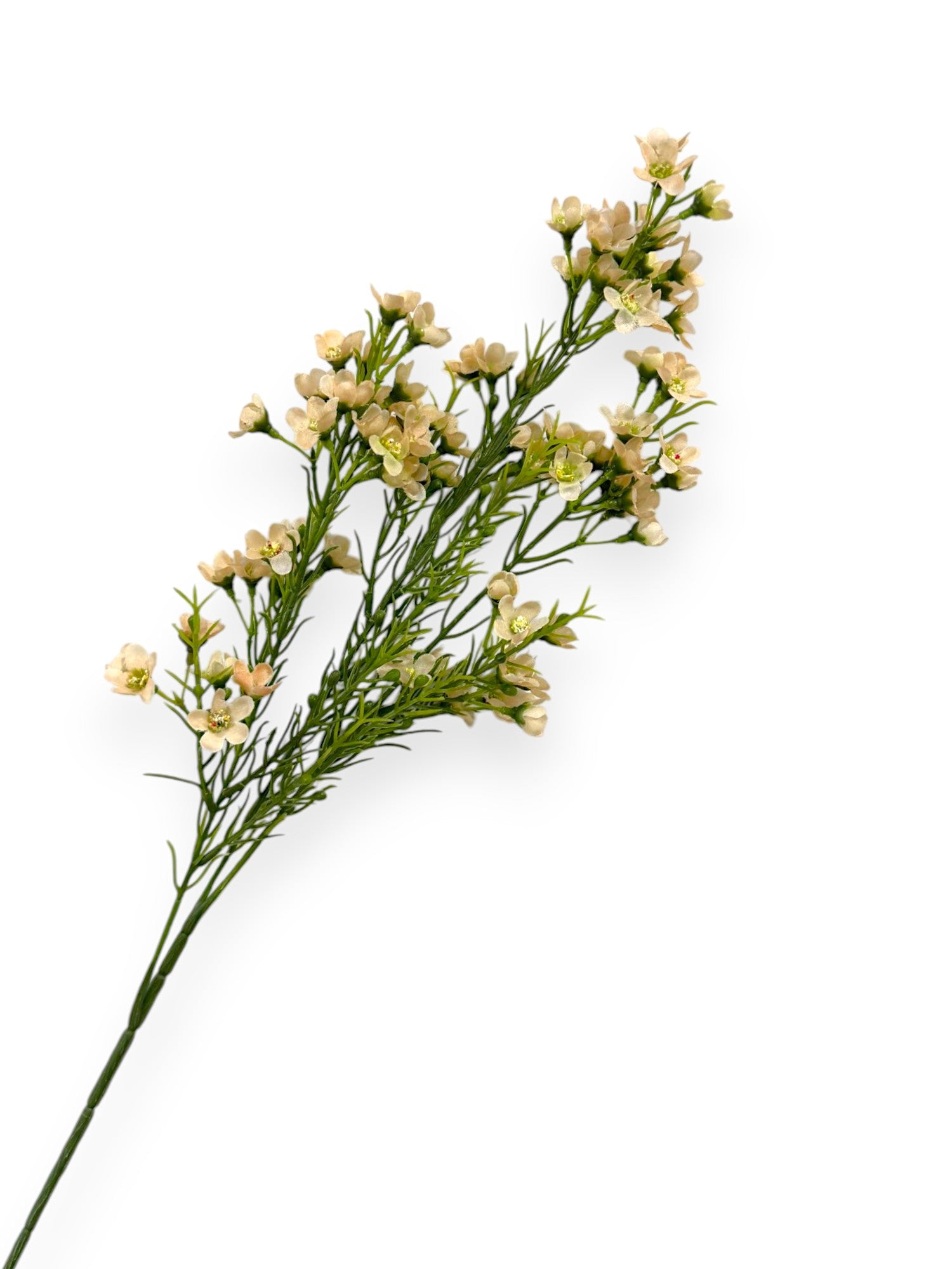 WINTERSWEET SPRX3 26"