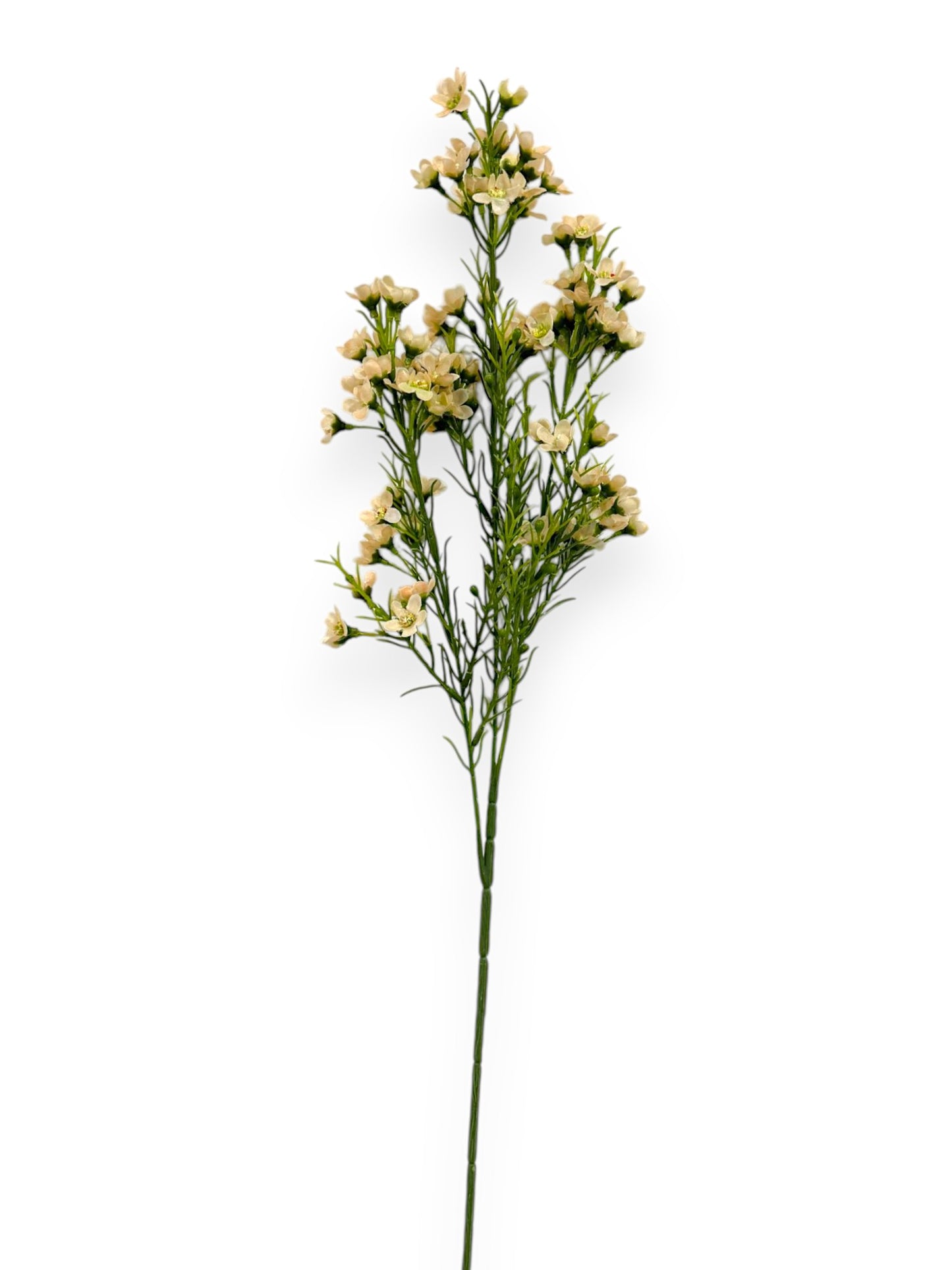 WINTERSWEET SPRX3 26"