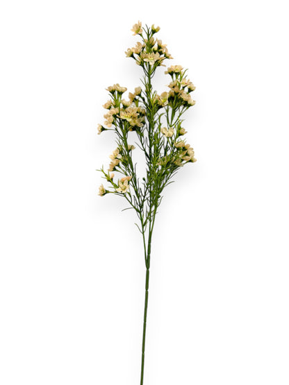 WINTERSWEET SPRX3 26"