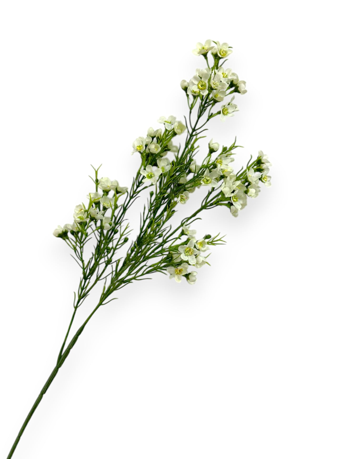 WINTERSWEET SPRX3 26"