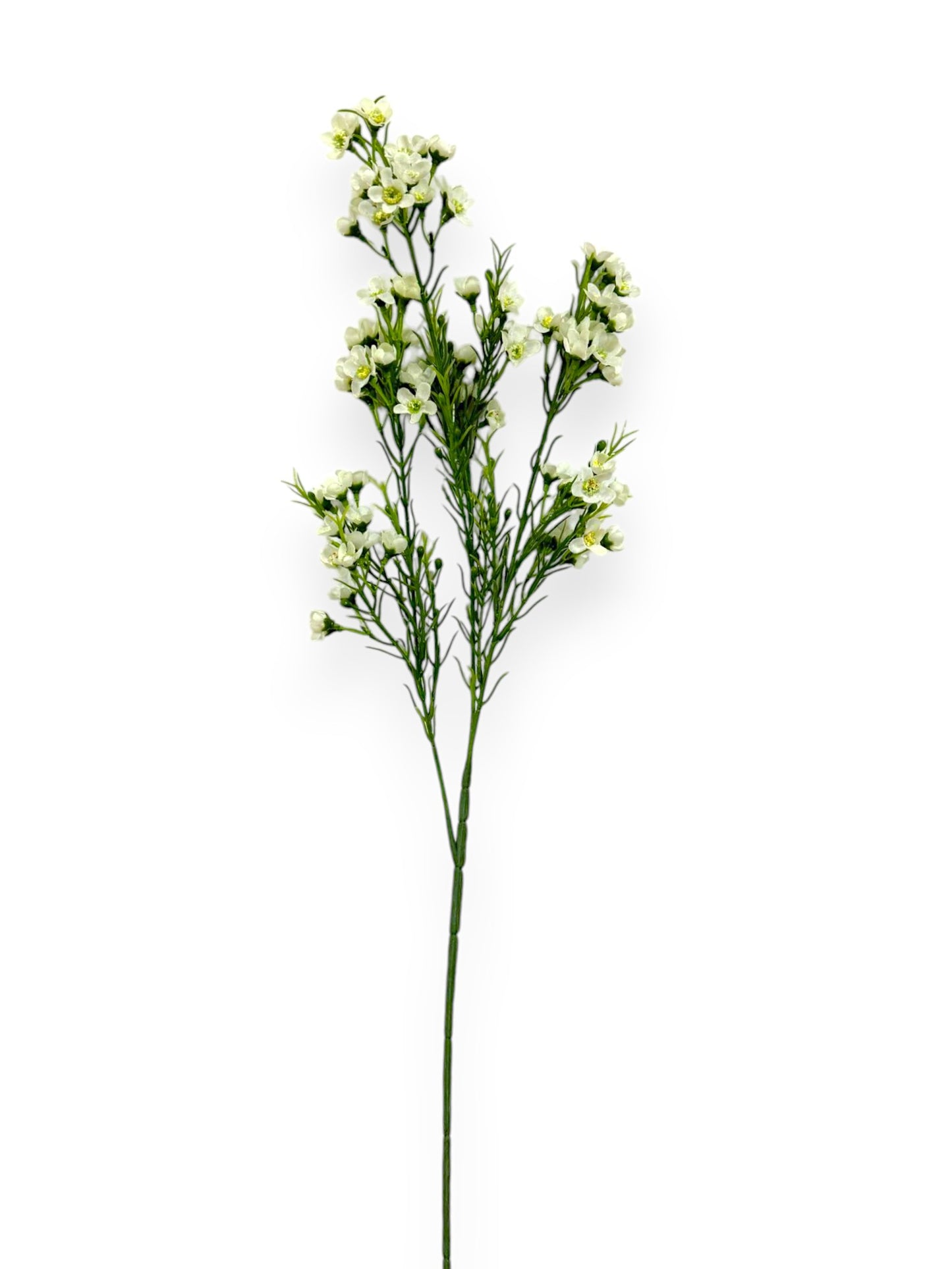 WINTERSWEET SPRX3 26"