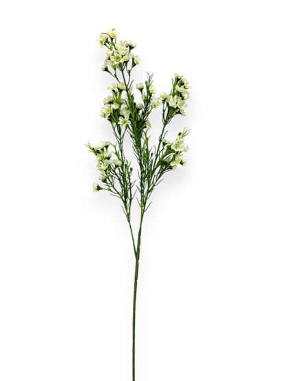 WINTERSWEET SPRX3 26"