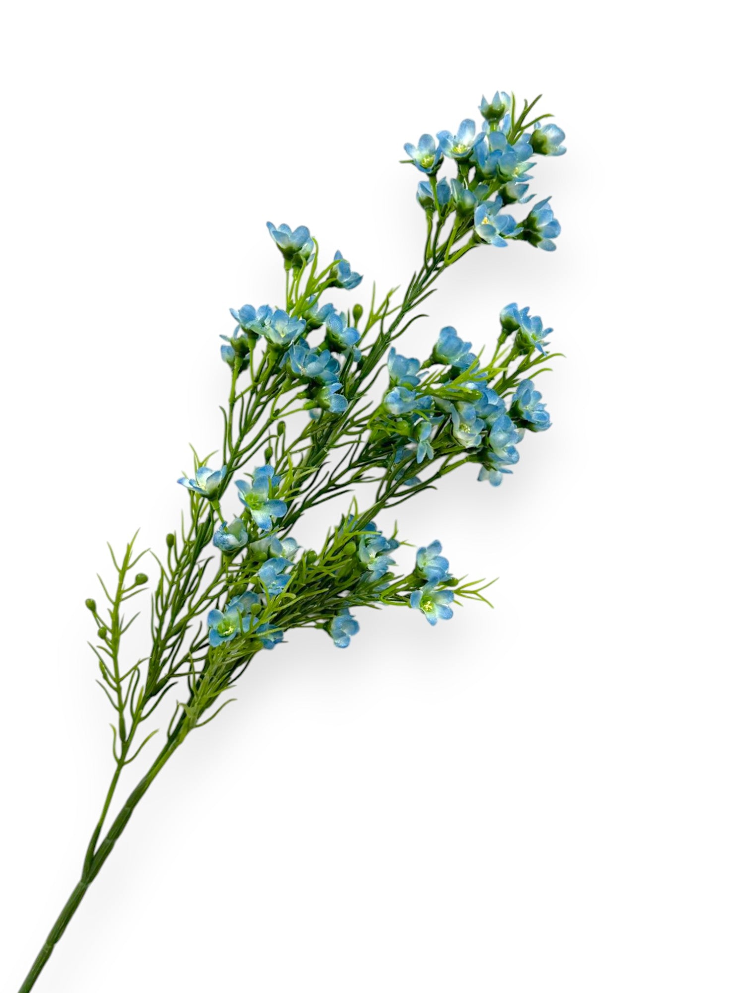 WINTERSWEET SPRX3 26"