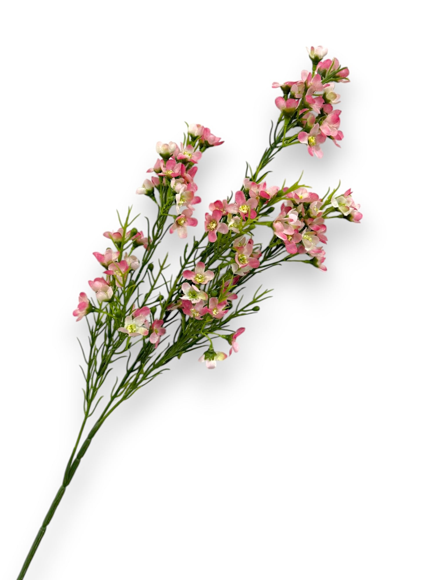 WINTERSWEET SPRX3 26"