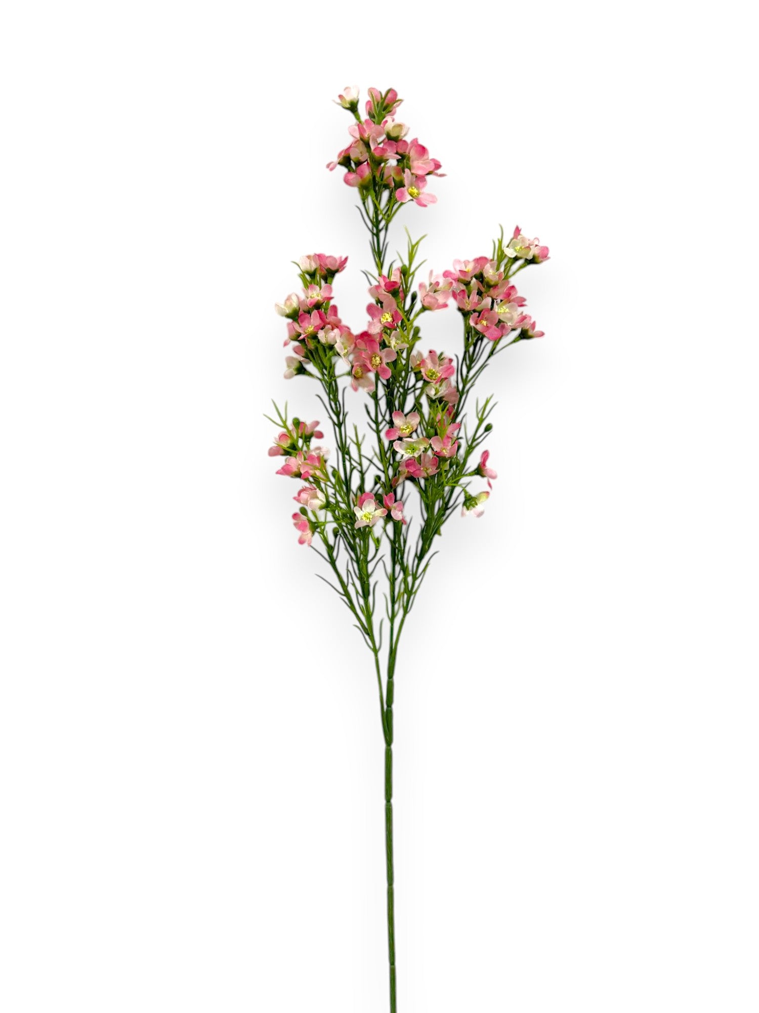 WINTERSWEET SPRX3 26"