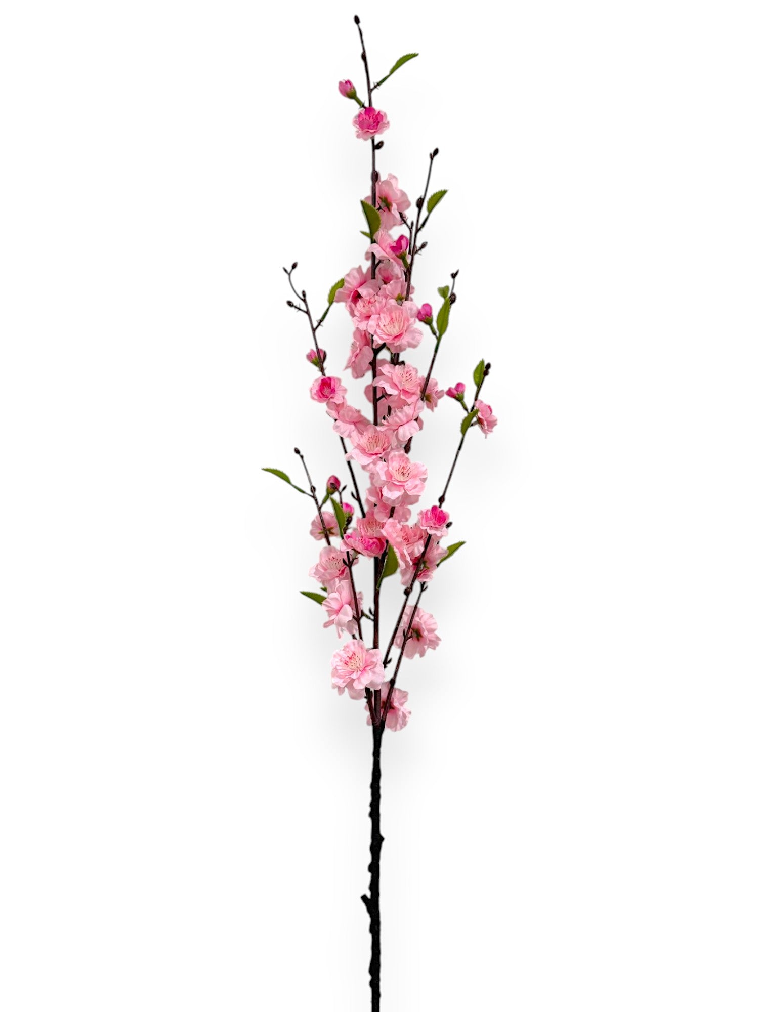 CHERRY BLOSSOM 38"