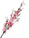 CHERRY BLOSSOM 38"