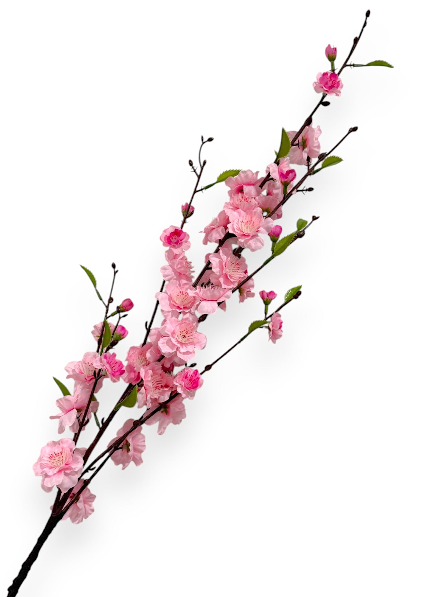 CHERRY BLOSSOM 38"