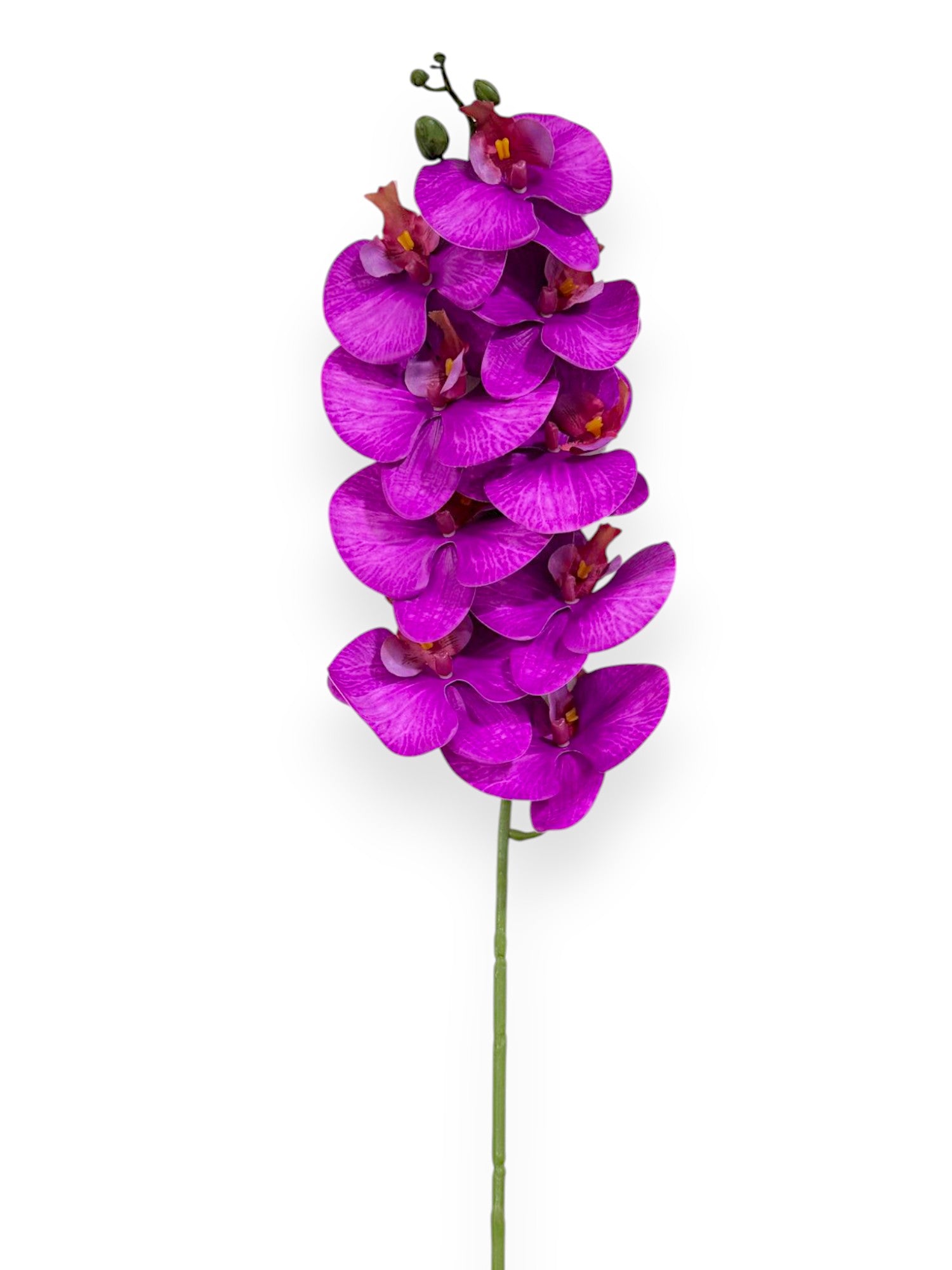 PHAL. SPRAY X9 43.5"