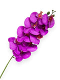 PHAL. SPRAY X9 43.5"