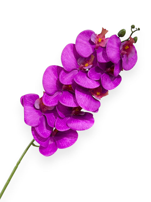 PHAL. SPRAY X9 43.5"