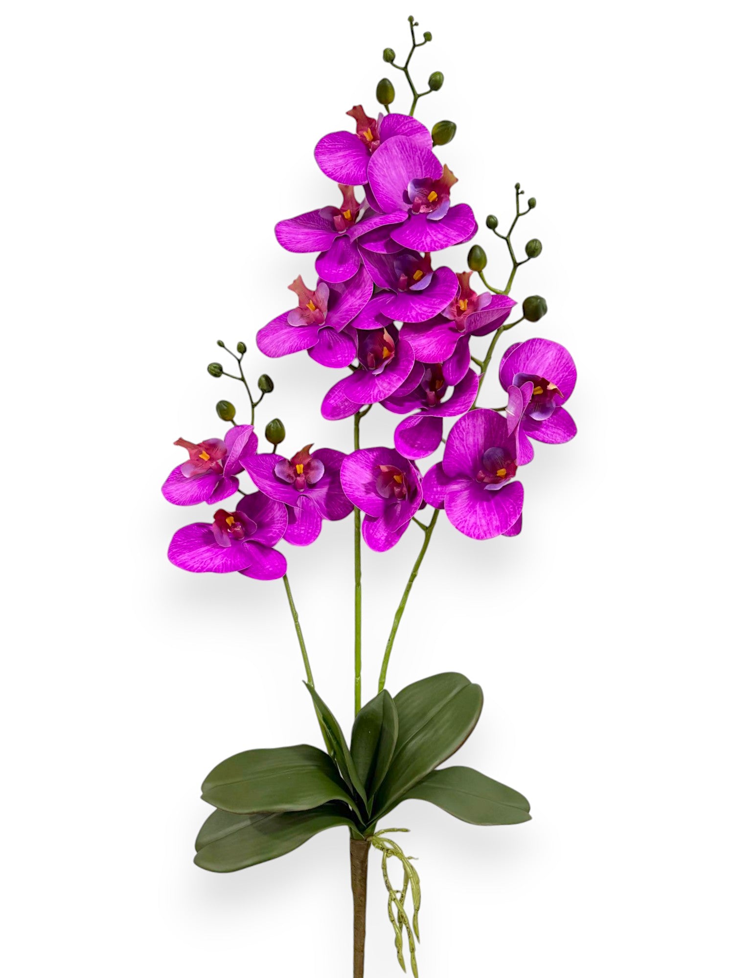 PHALEANOPSIS BUNDLE X3 34"