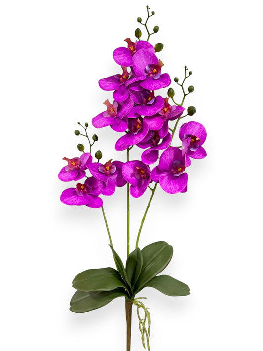PHALEANOPSIS BUNDLE X3 34"