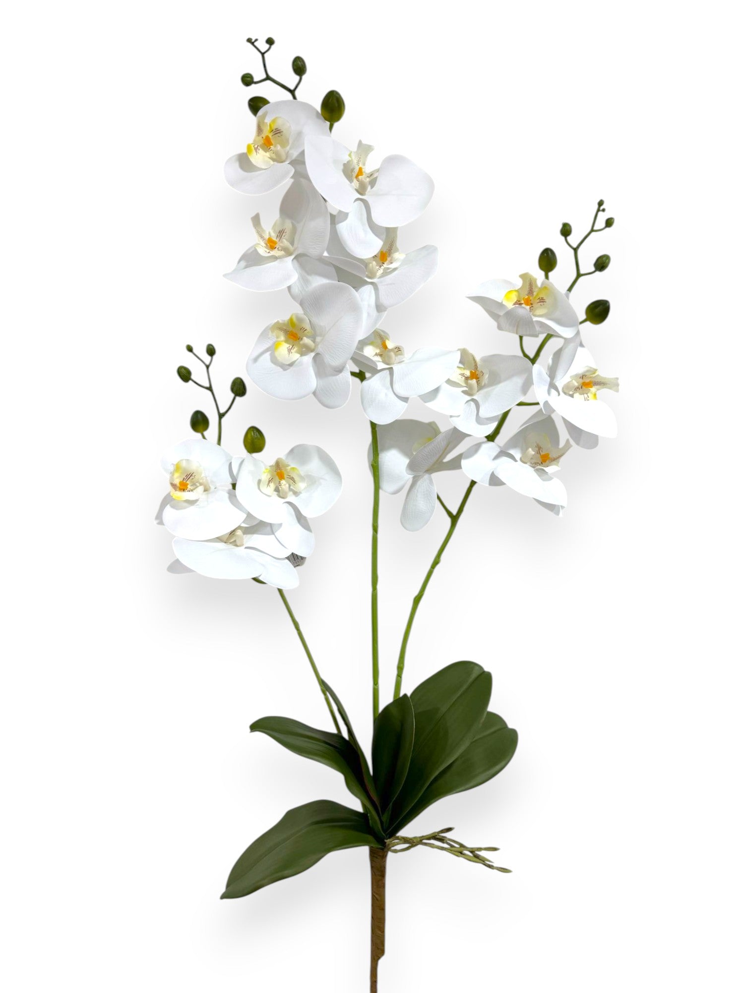 PHALEANOPSIS BUNDLE X3 34"