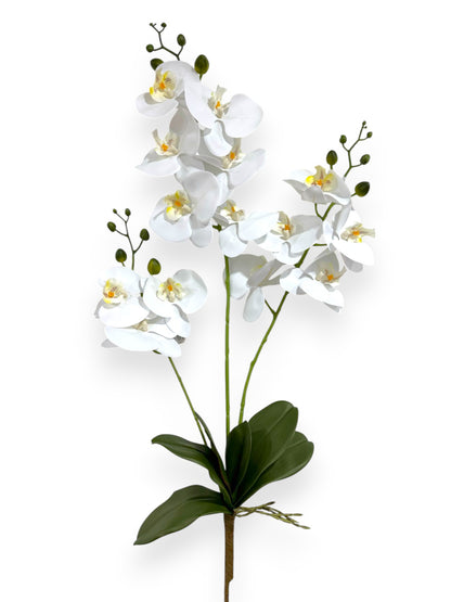 PHALEANOPSIS BUNDLE X3 34"