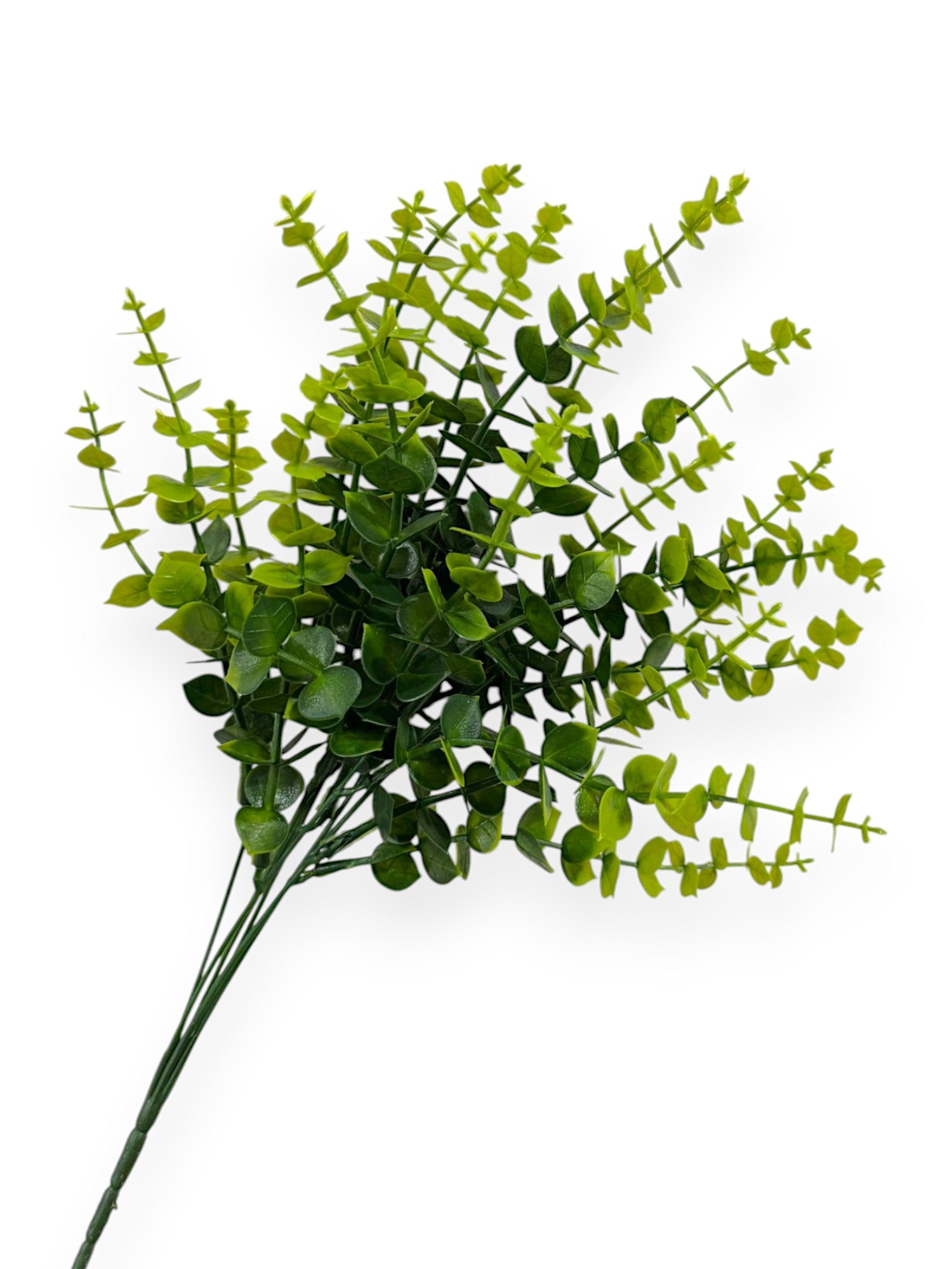EUCALYPTUS BHX7