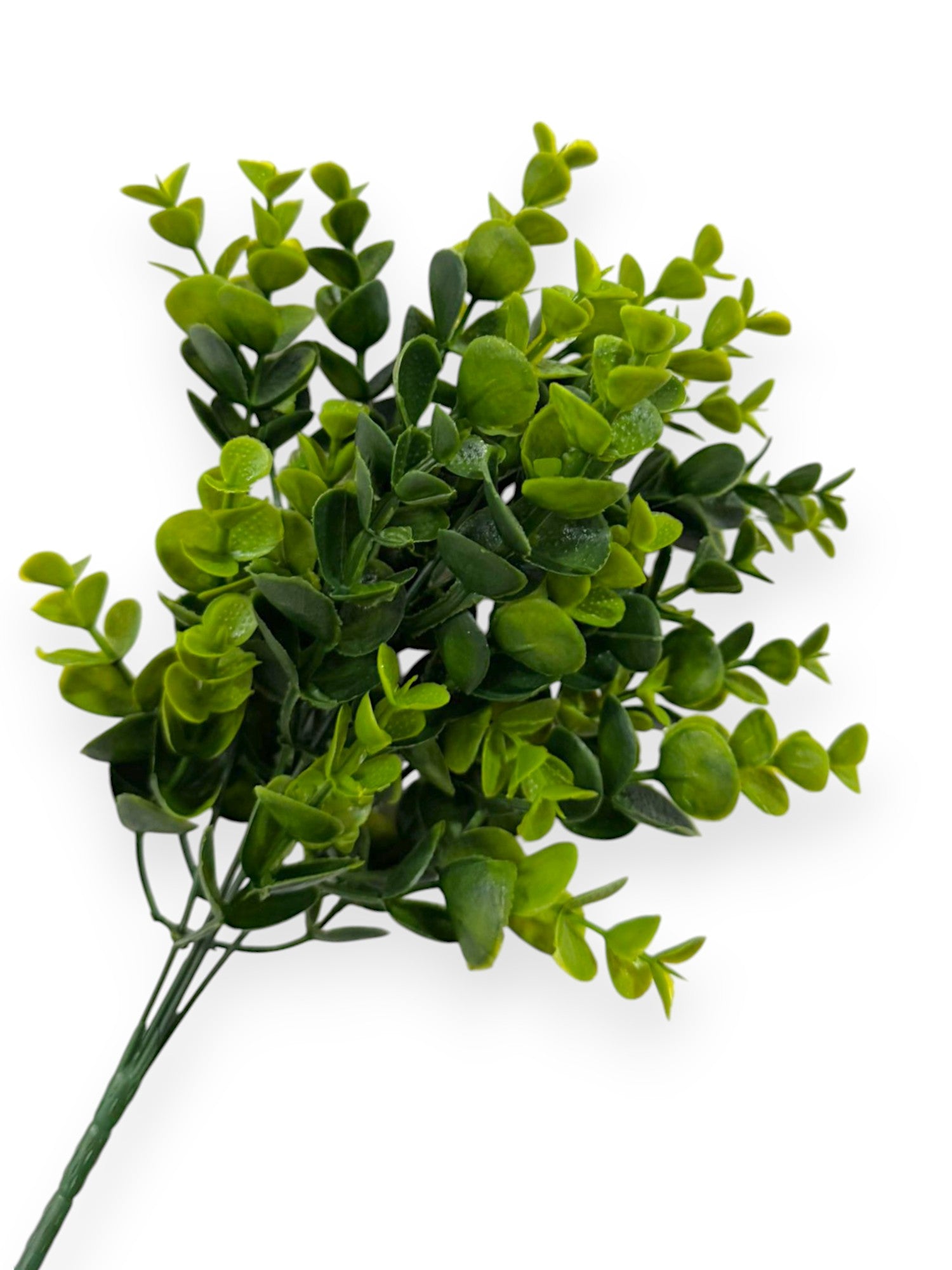 EUCALYPTUS BUSHX6