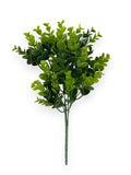 EUCALYPTUS BUSHX6