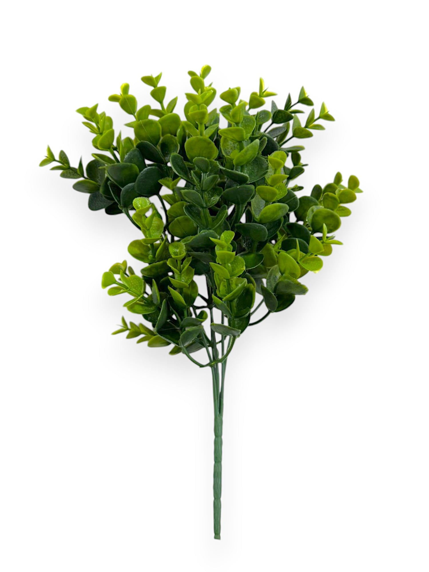 EUCALYPTUS BUSHX6