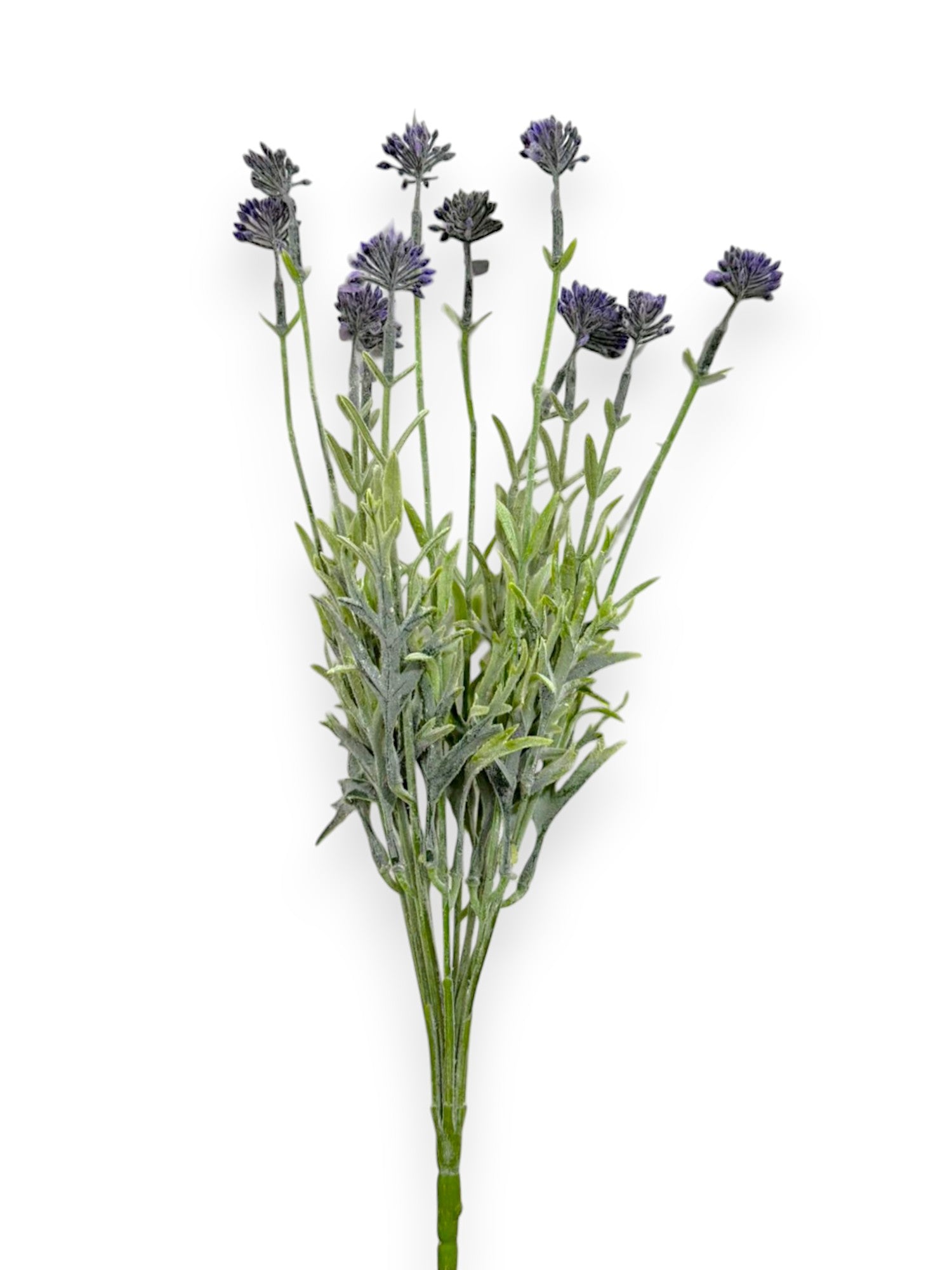 GRASS BUSH FLSX12