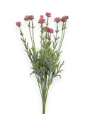 GRASS BUSH FLSX12