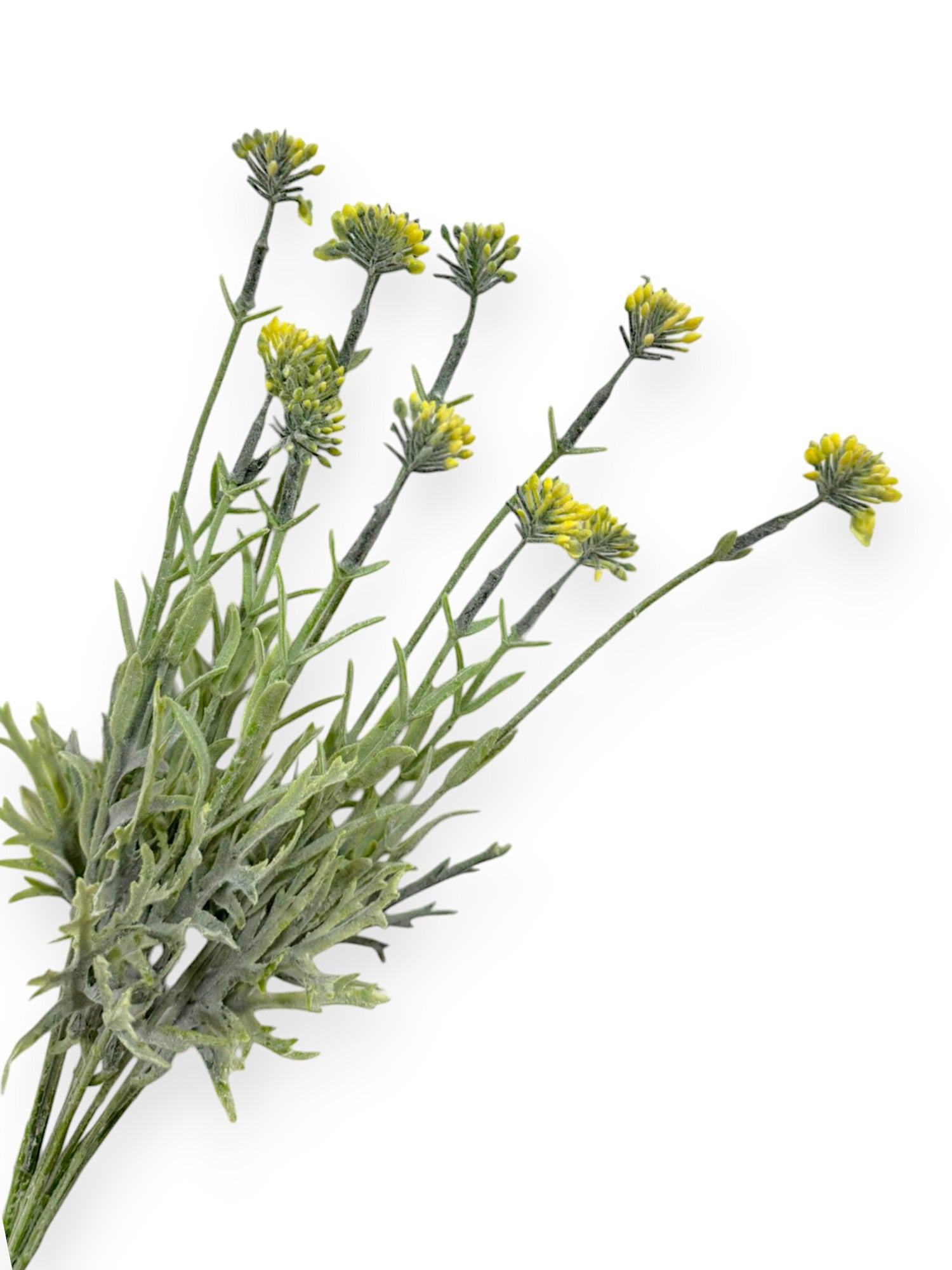 GRASS BUSH FLSX12