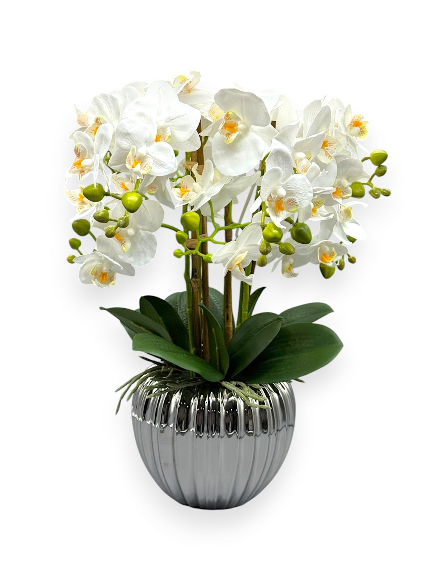 ORCHID PHALEANOPSIS W/POT 17.5"