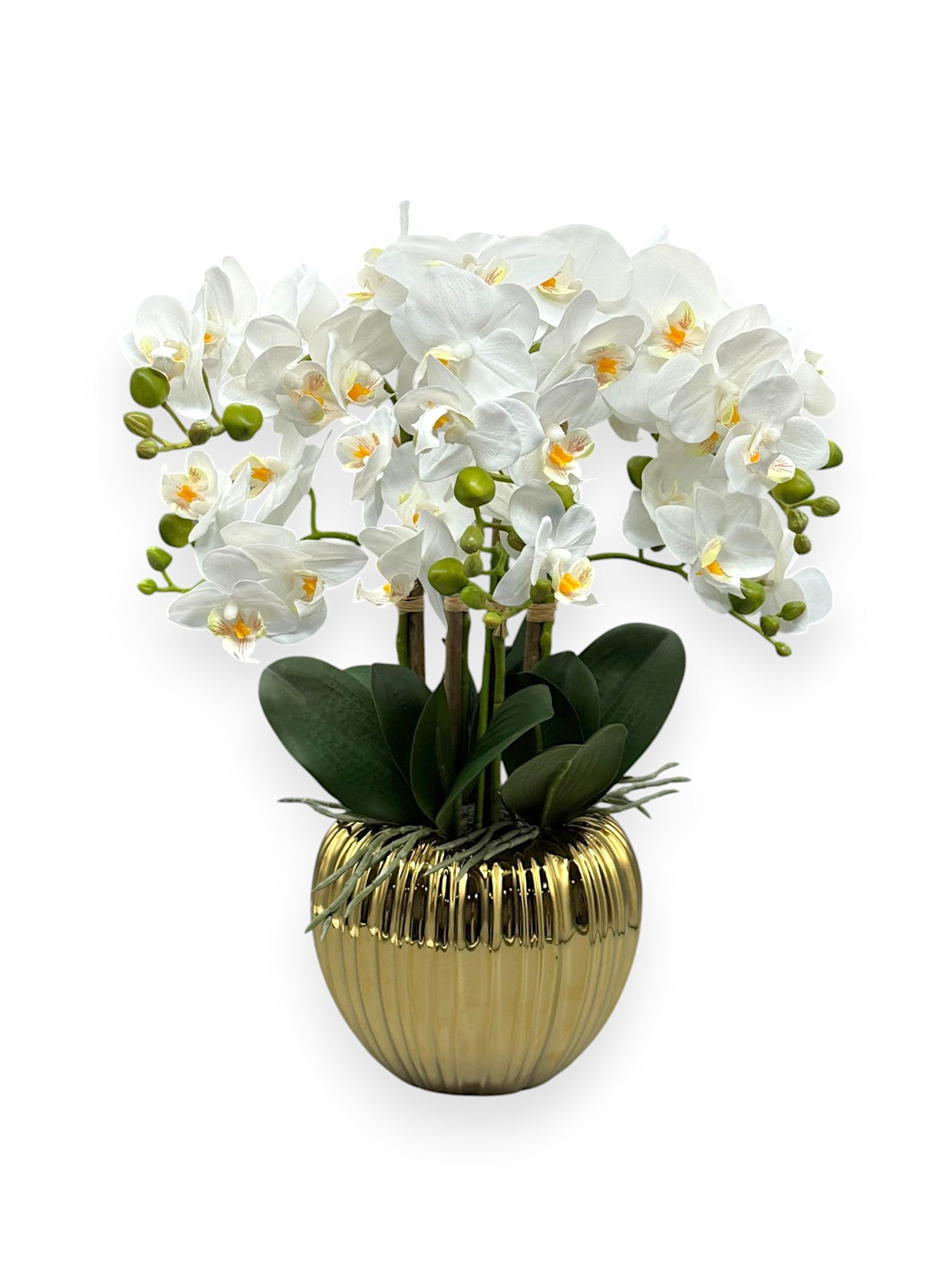 ORCHID PHALEANOPSIS W/POT 17.5"