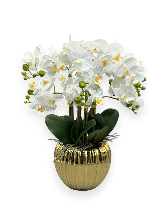 ORCHID PHALEANOPSIS W/POT 17.5"