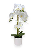 ORCHID PHALEANOPSIS W/POT 32"
