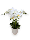 ORCHID PHALEANOPSIS W/POT 24"