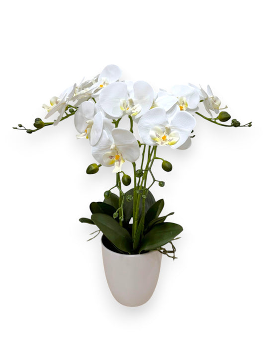 ORCHID PHALEANOPSIS W/POT 24"