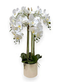 PHAL.X8/POT 42" ARRANGEMENT