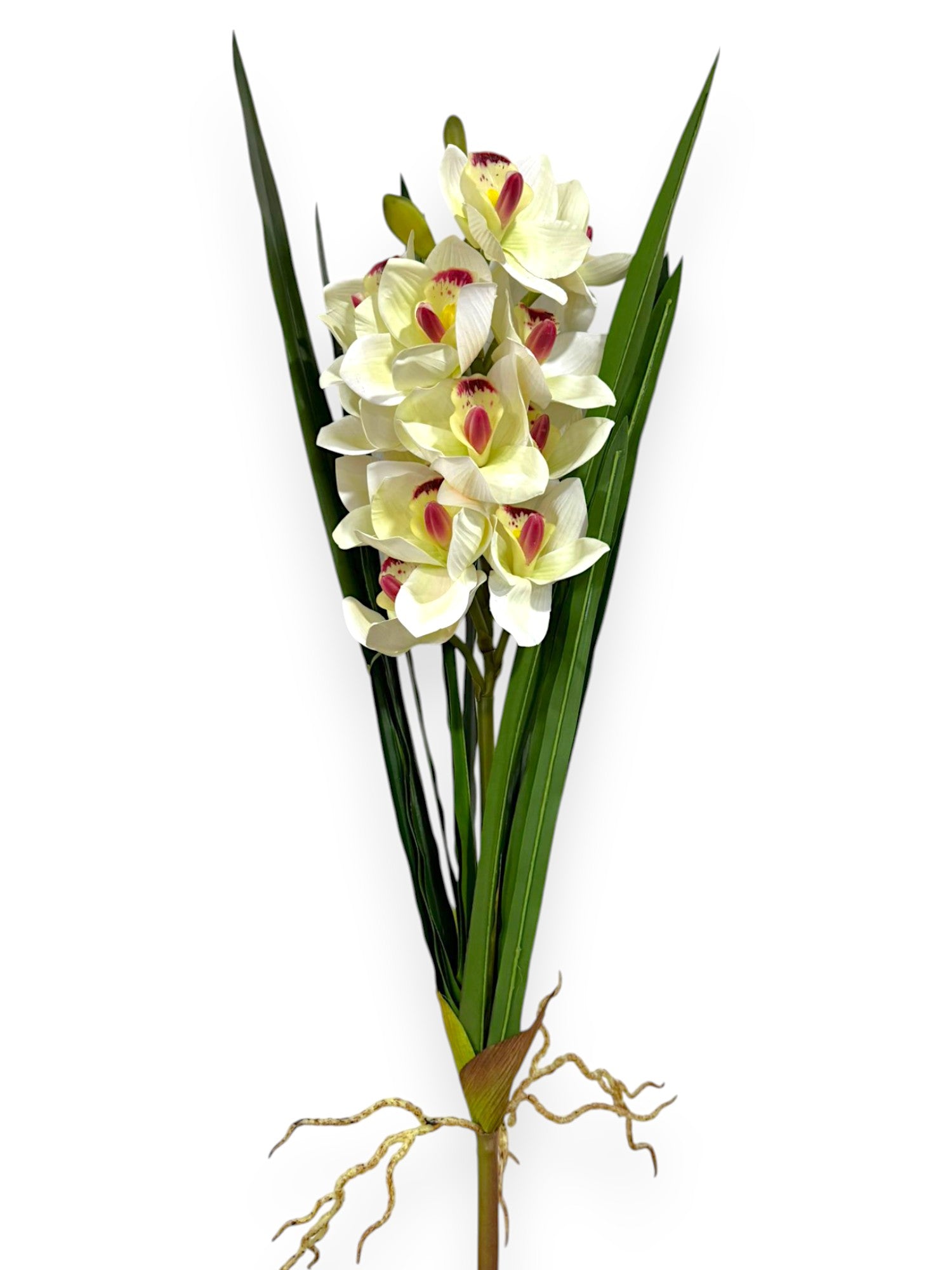 CYMB. PLANT X 12F3B 27"