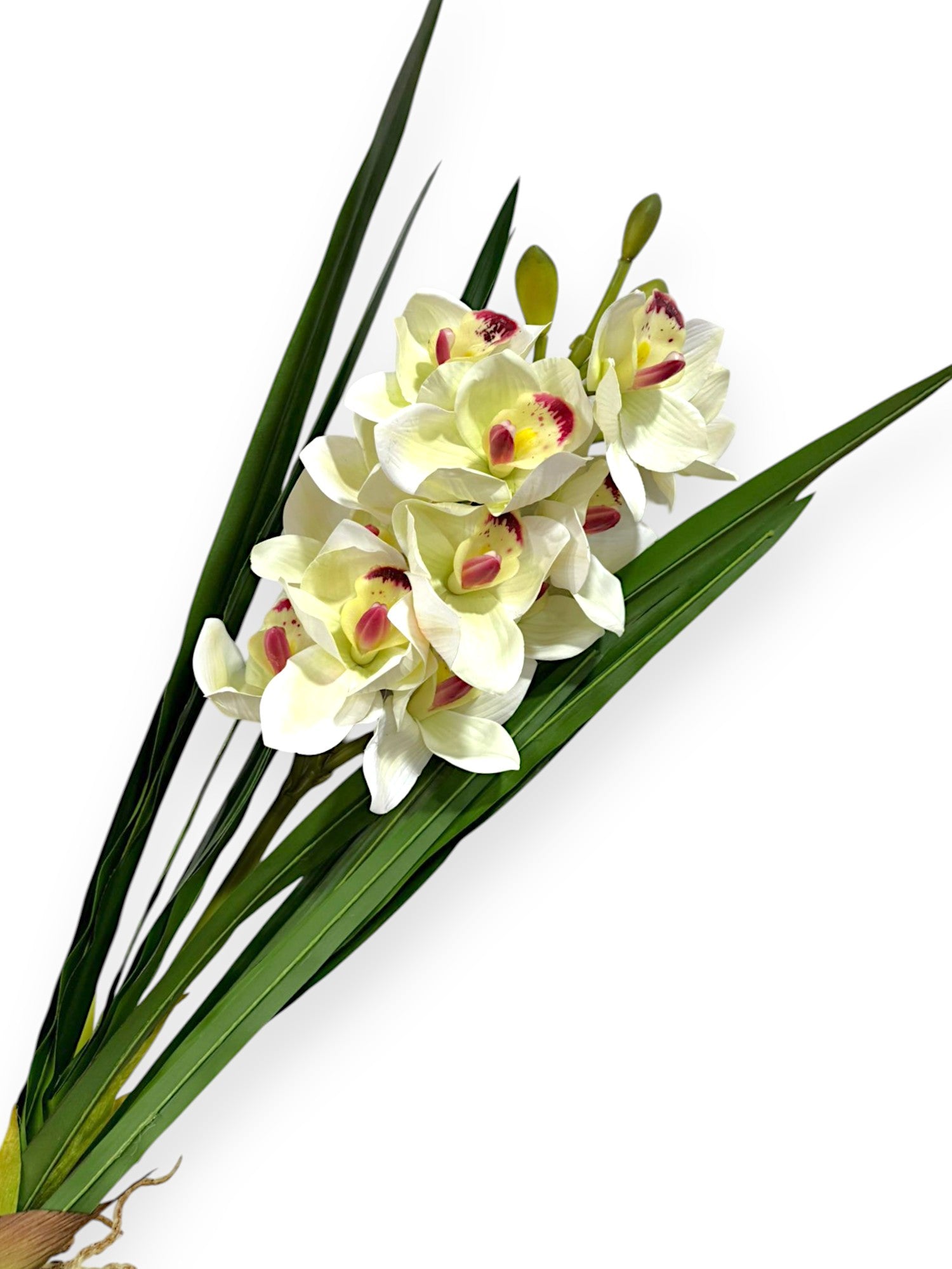 CYMB. PLANT X 12F3B 27"
