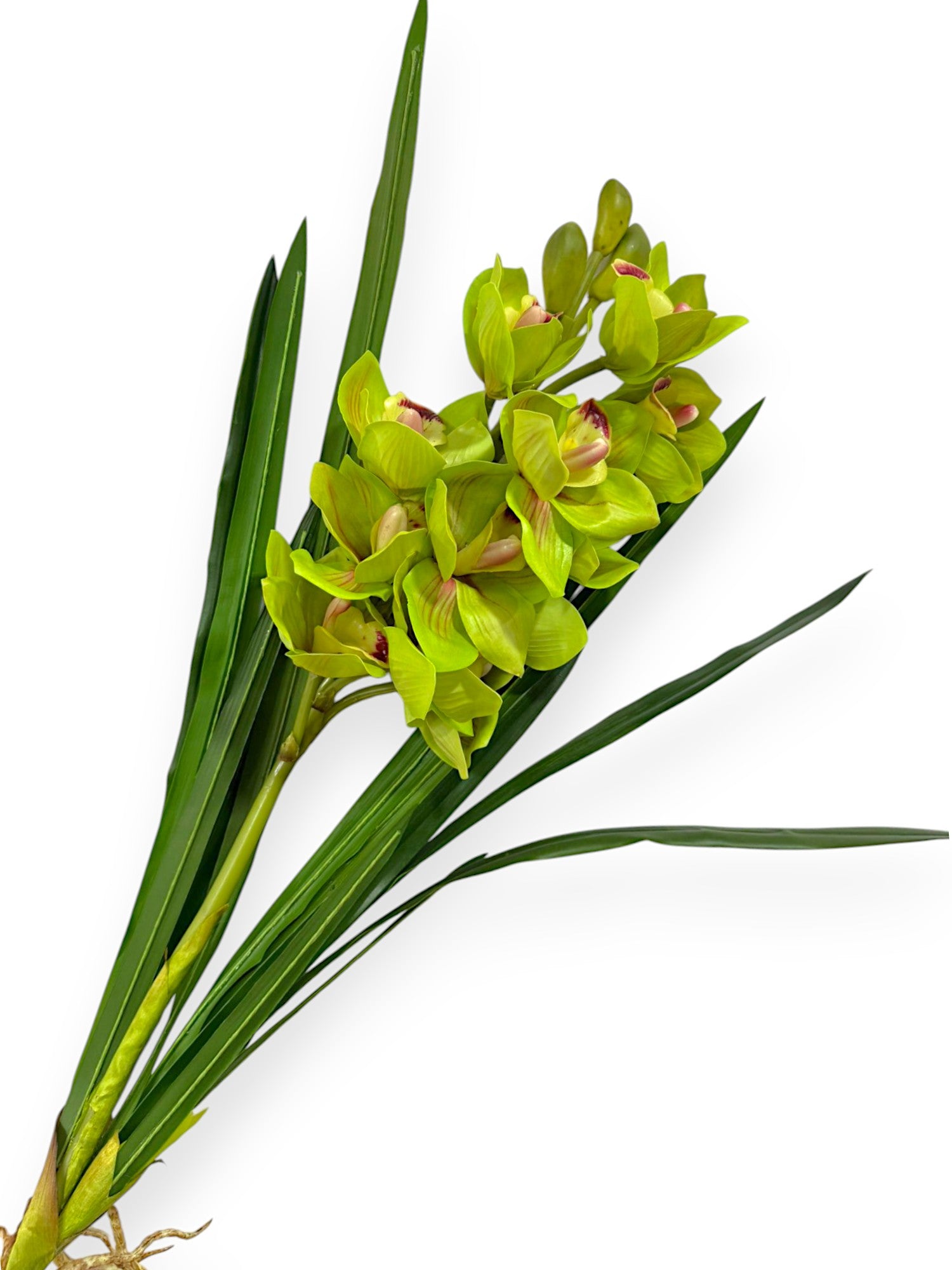 CYMB. PLANT X 12F3B 27"