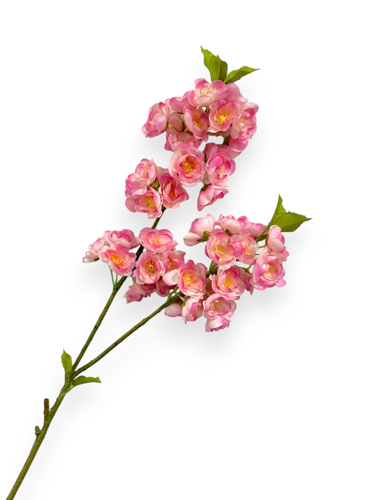 CHERRY BLOSSOM 33"