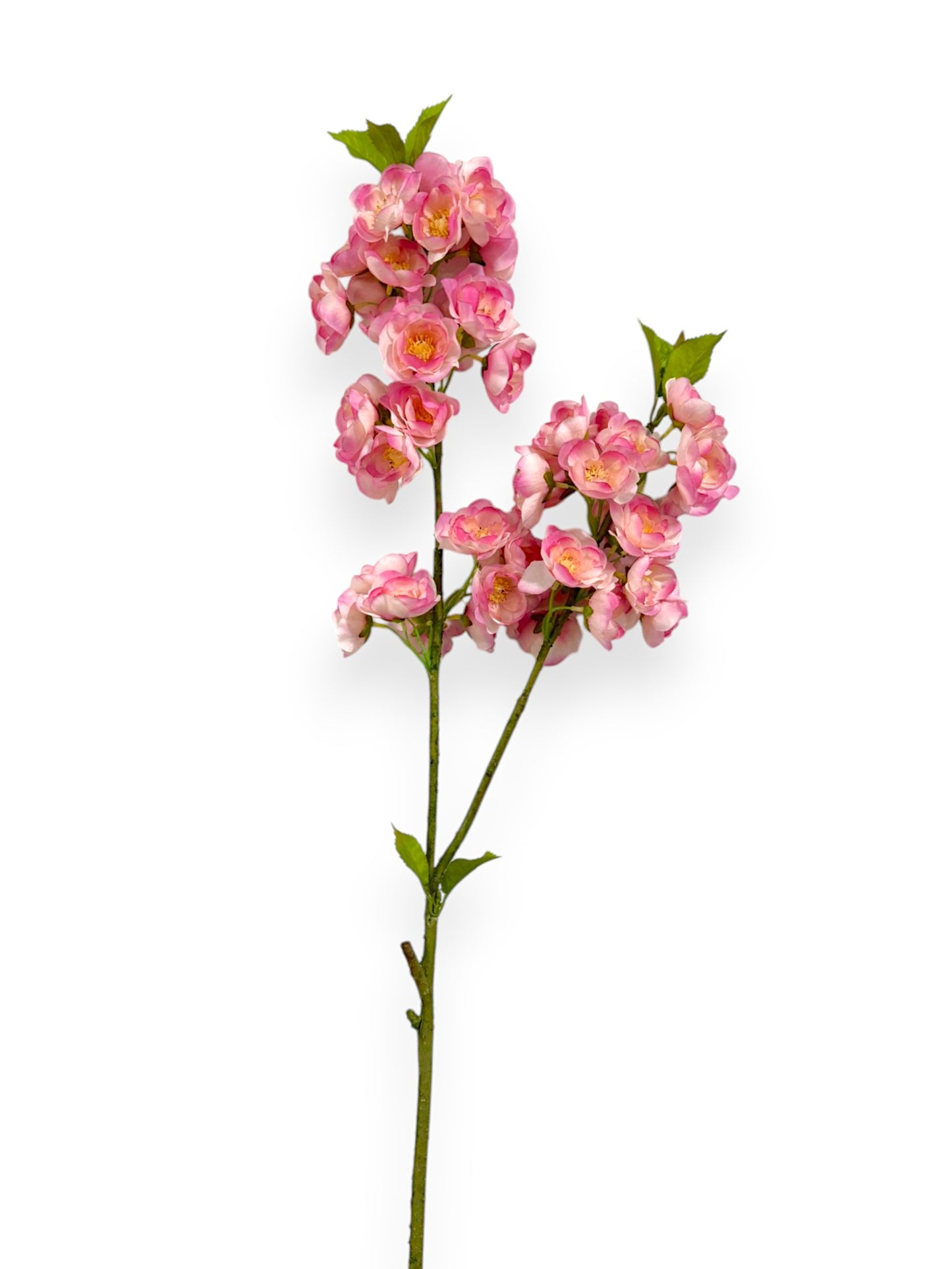 CHERRY BLOSSOM 33"