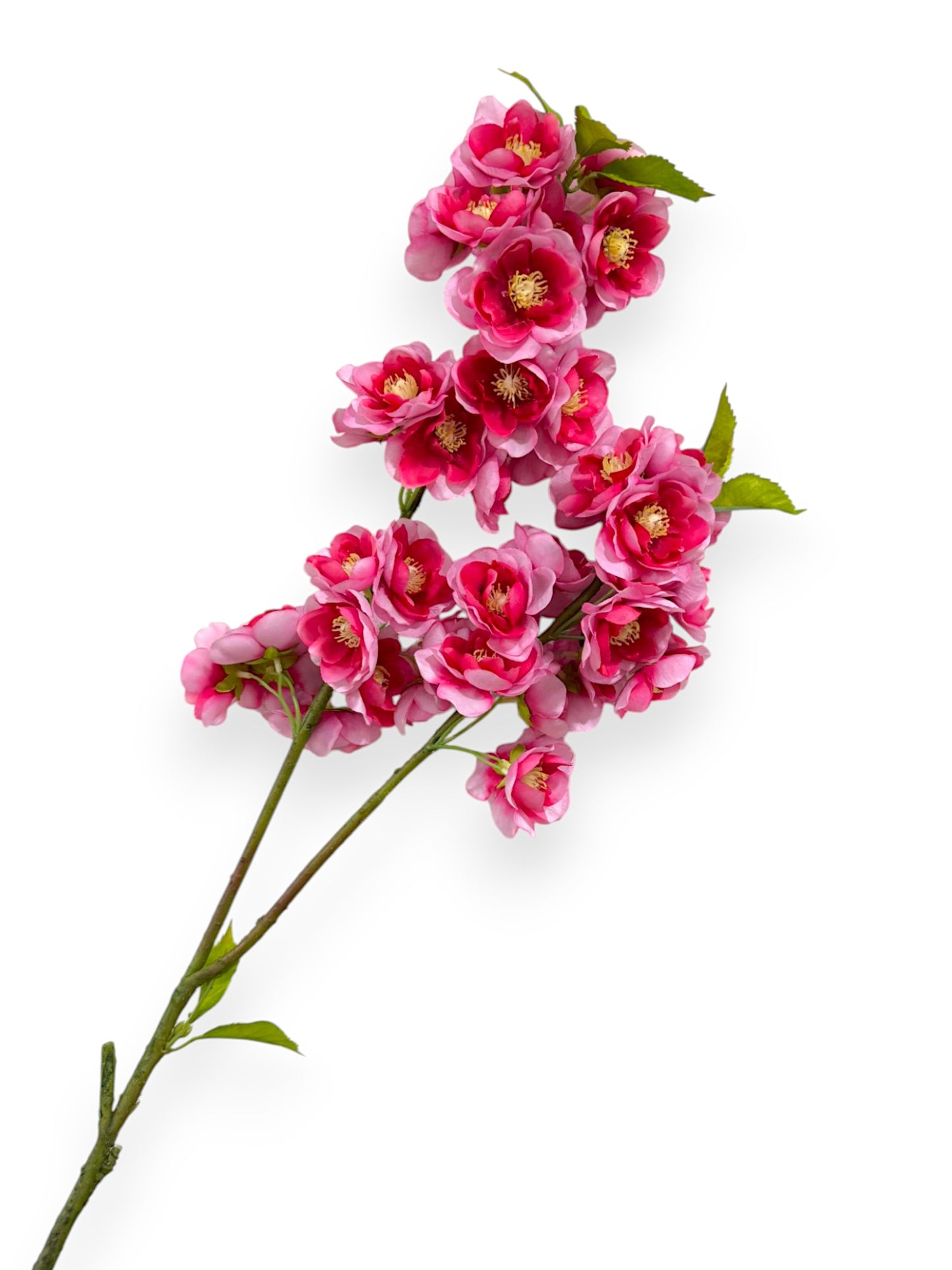 CHERRY BLOSSOM 33"