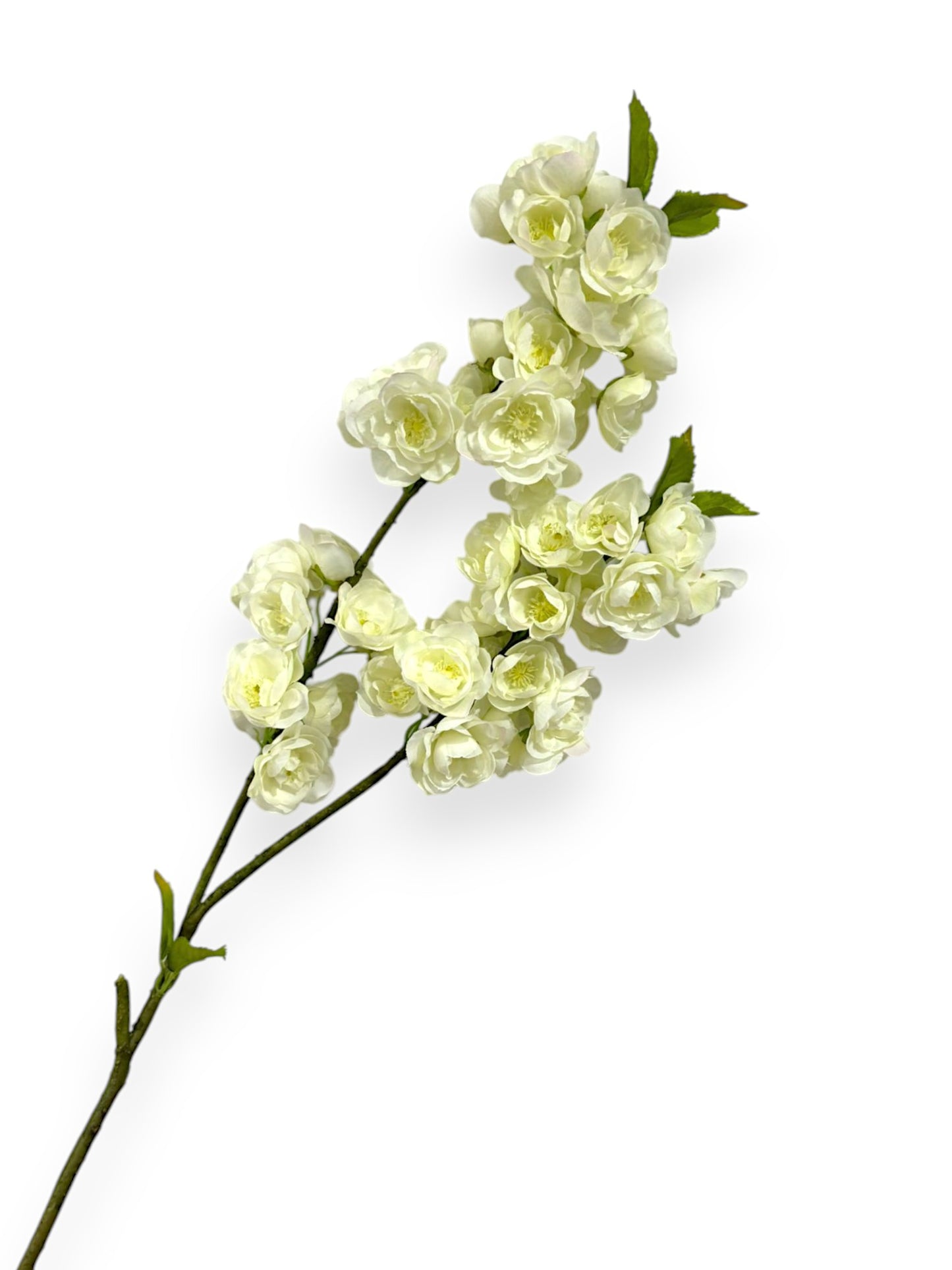 CHERRY BLOSSOM 33"