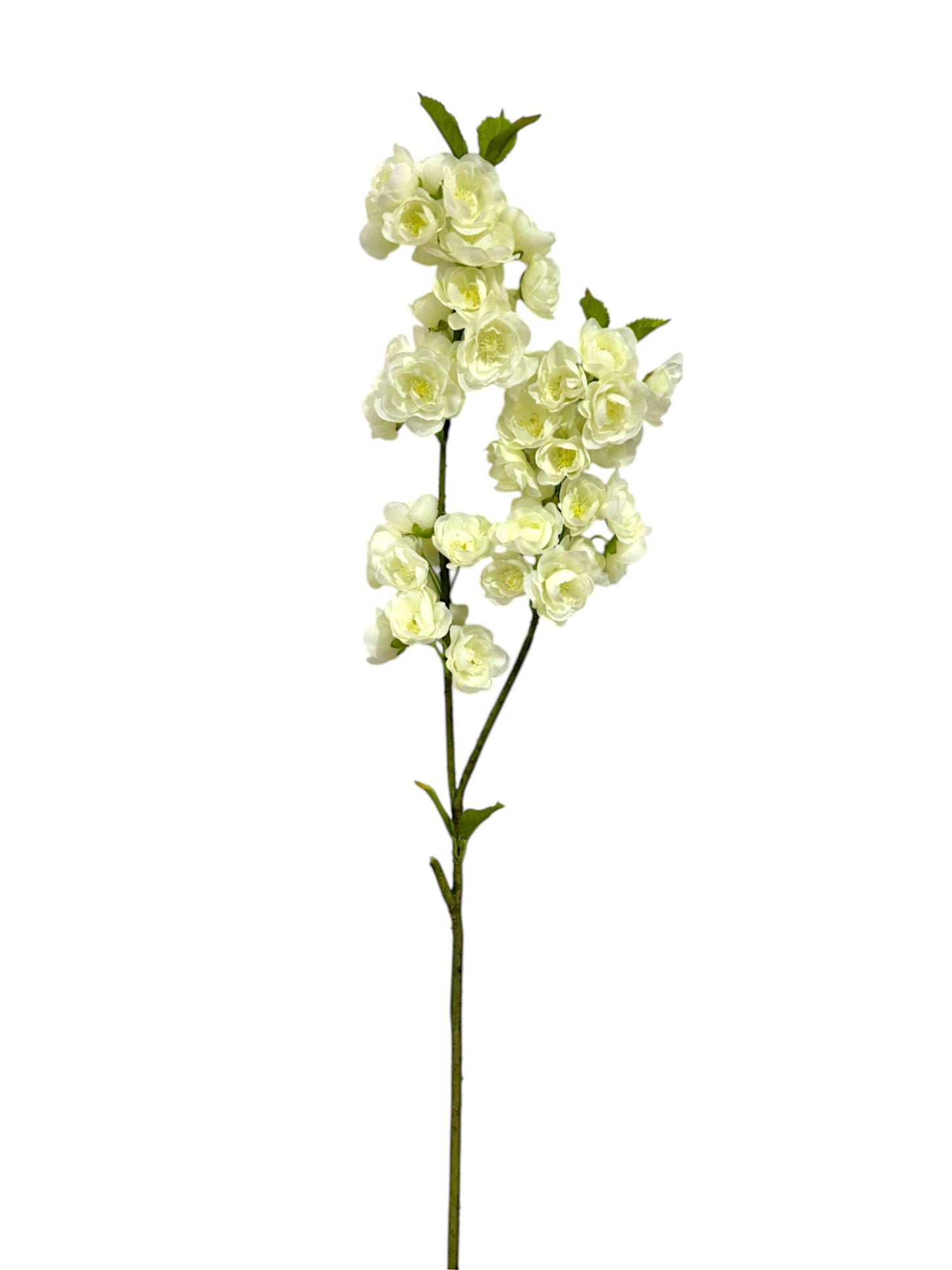 CHERRY BLOSSOM 33"