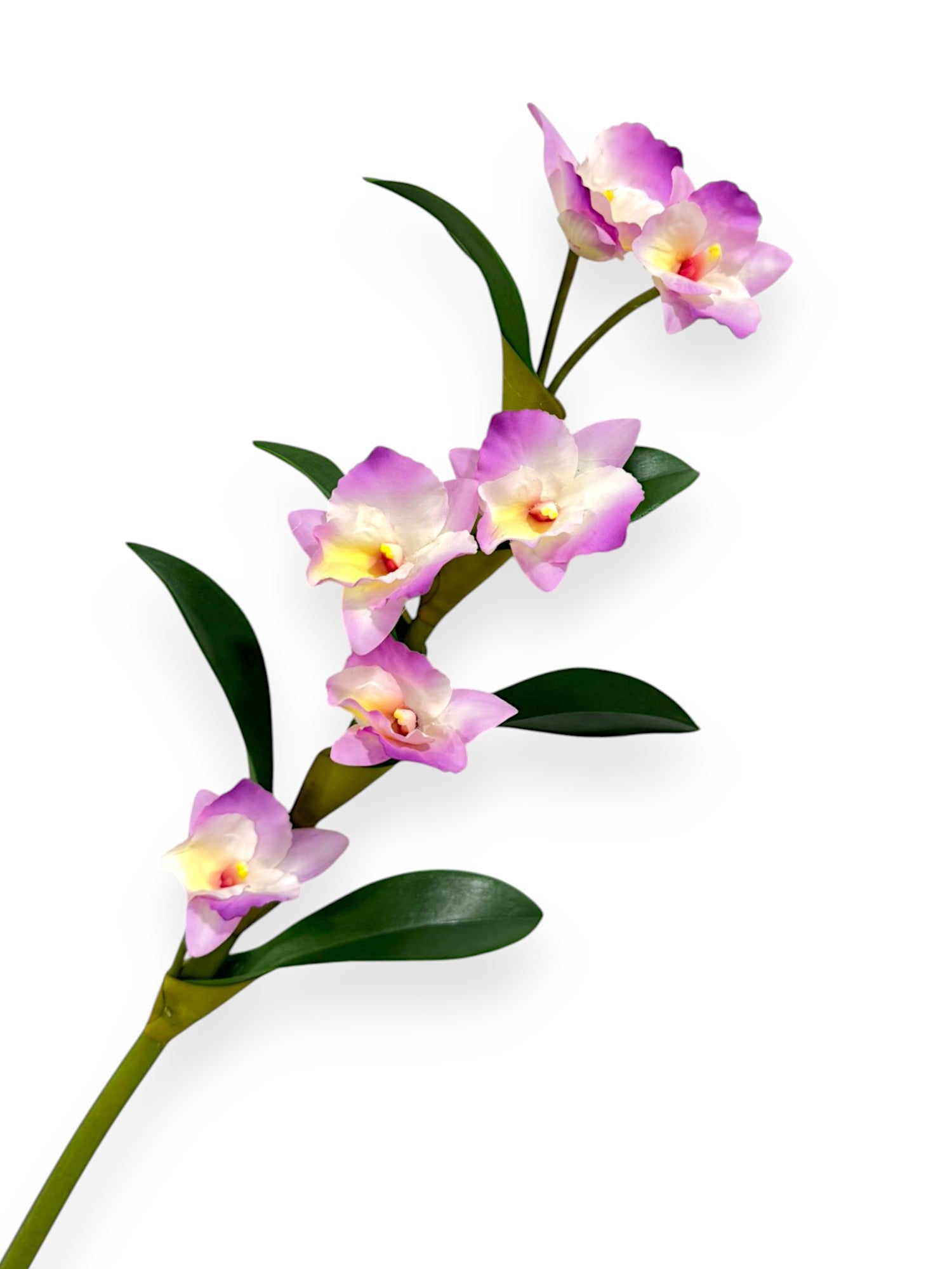 DENDROBIUM NOBILE 21"