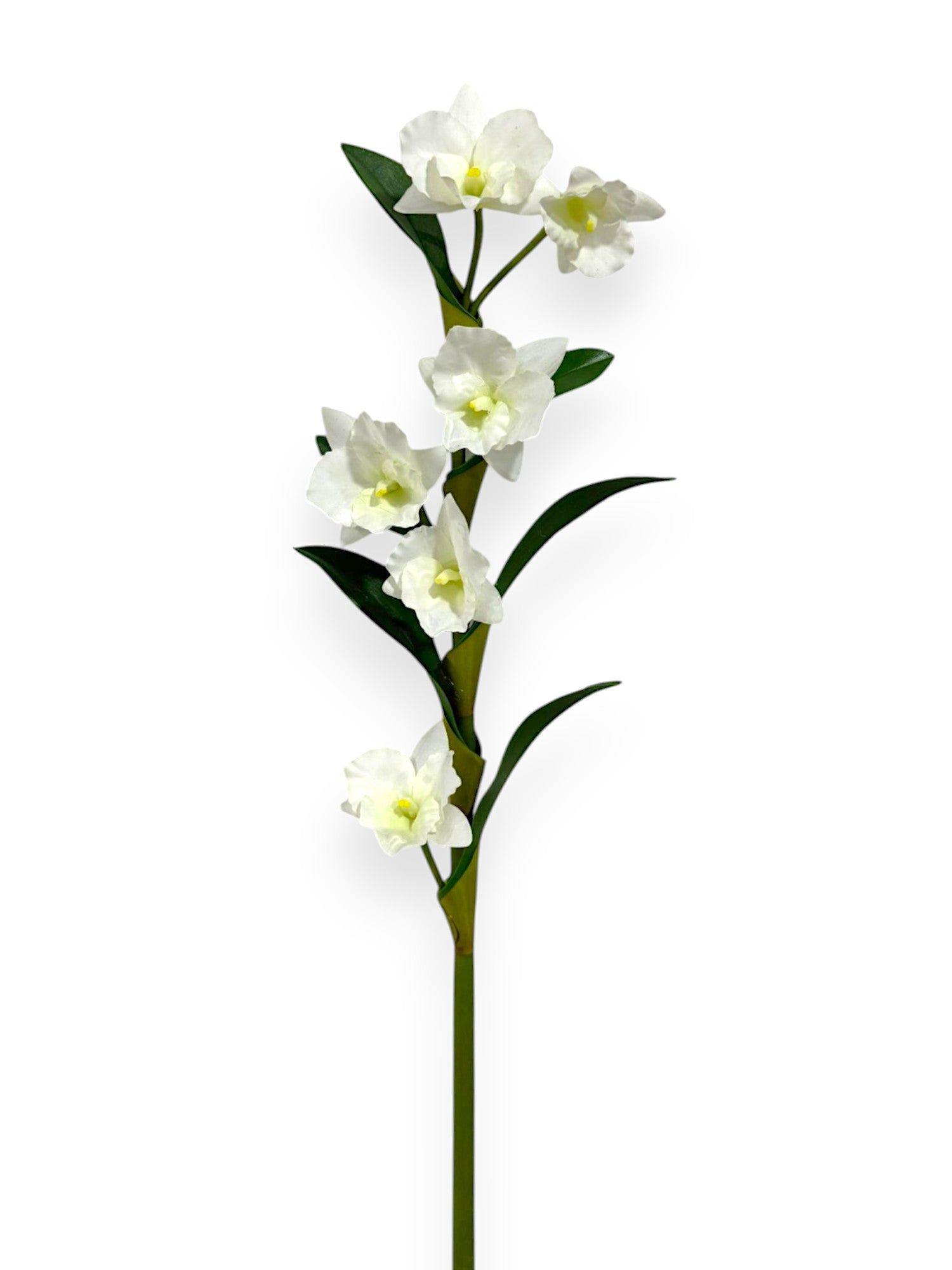 DENDROBIUM NOBILE 21"